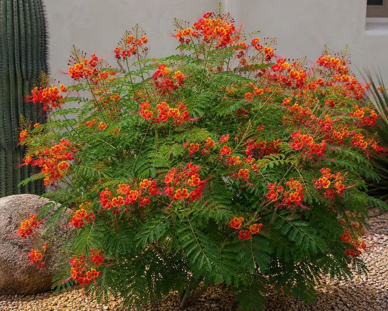 Shape The Plant Without Changing Its Natural Form Shape The Plant Without Changing Its Natural Form