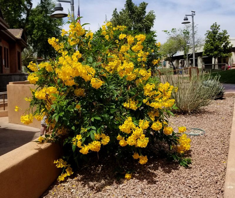 Shape The Plant Without Removing Too Much Foliage
