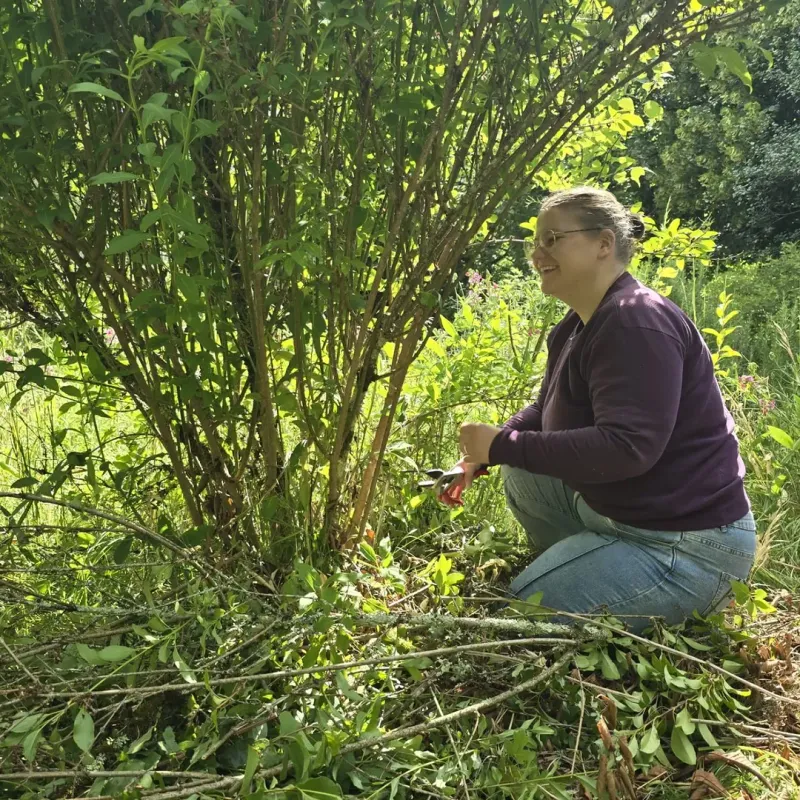 Shape The Shrub Before Next Year's Buds Form