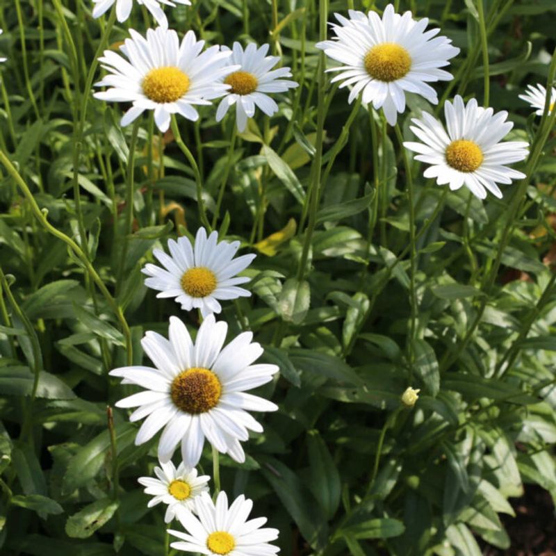 Shasta Daisies Bloom Longer With Regular Cleanup