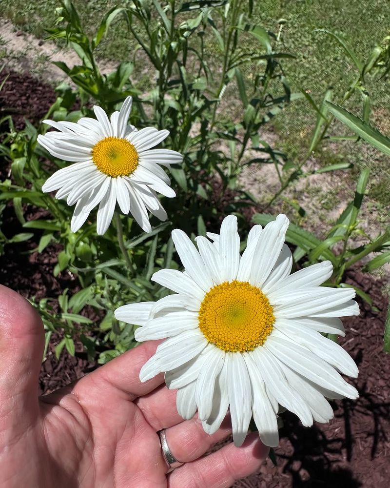 Shasta Daisies Bounce Back Strong After Division