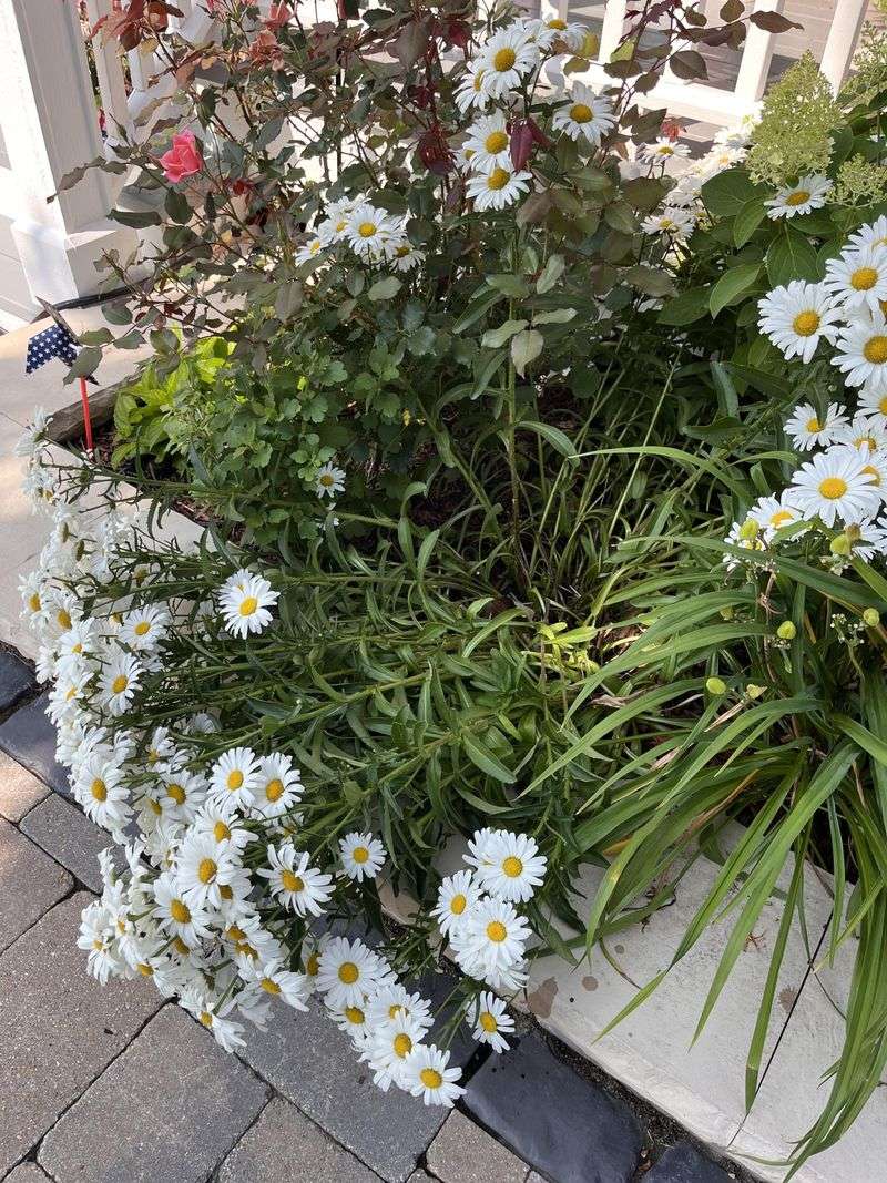 Shasta Daisies Lean Into Paths When Stems Get Tall