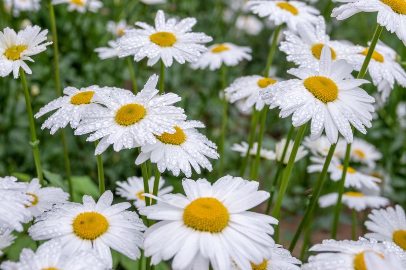 Shasta Daisy Shasta Daisy