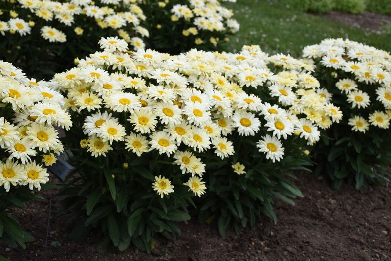 Shasta Daisy Clumps Can Crowd The Border
