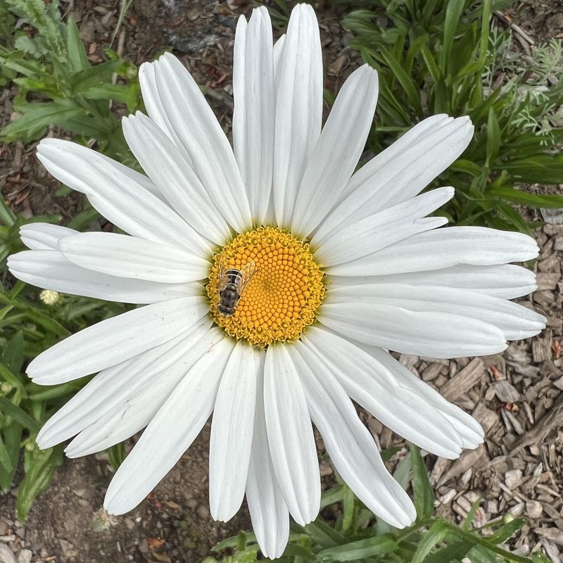 Shasta Daisy Shasta Daisy