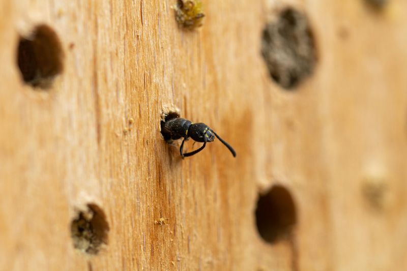 She Is Drilling Tunnels To Lay Her Eggs She Is Drilling Tunnels To Lay Her Eggs