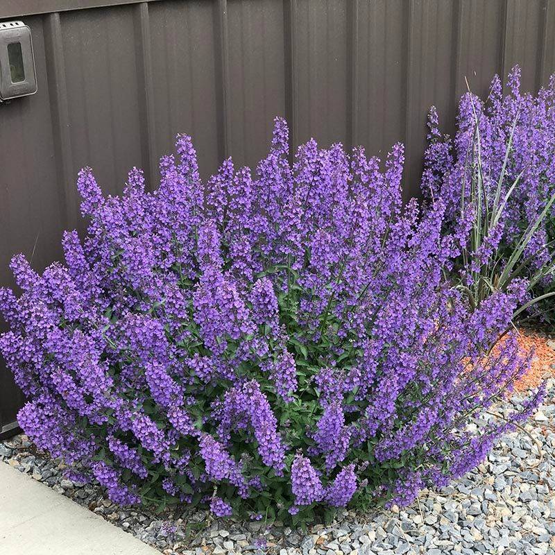 Shear Catmint Lightly After Its First Big Flush