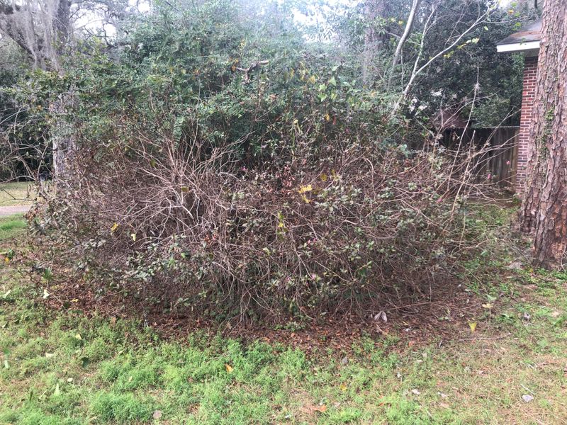 Shearing Azaleas Into Tight Shapes