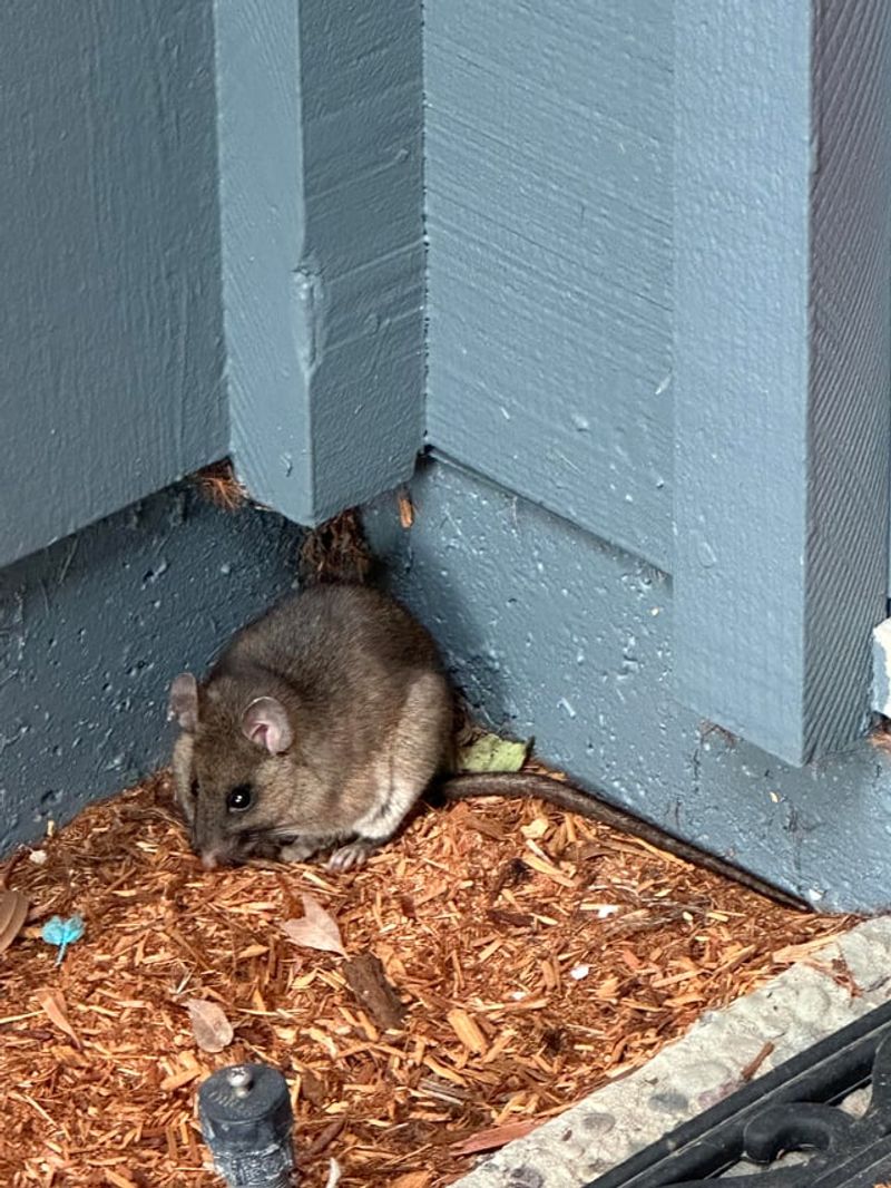 Shed Gaps Make Nesting Easier