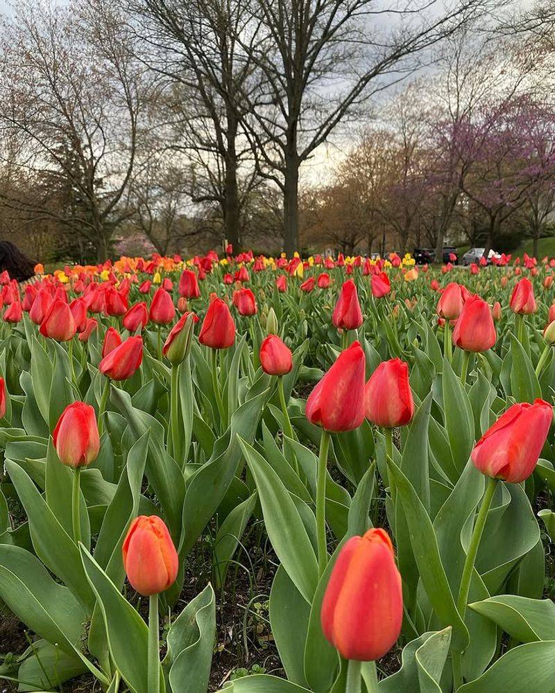 Sherwood Gardens