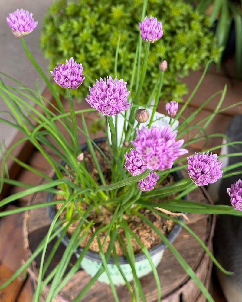 Shield Chives From Scorching Patio Heat