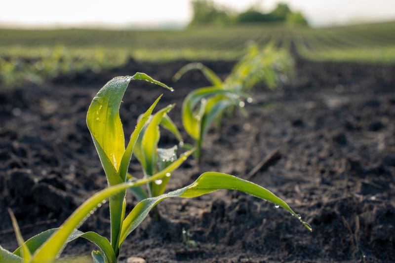 Shields Soil From Drying Minnesota Winds Shields Soil From Drying Minnesota Winds