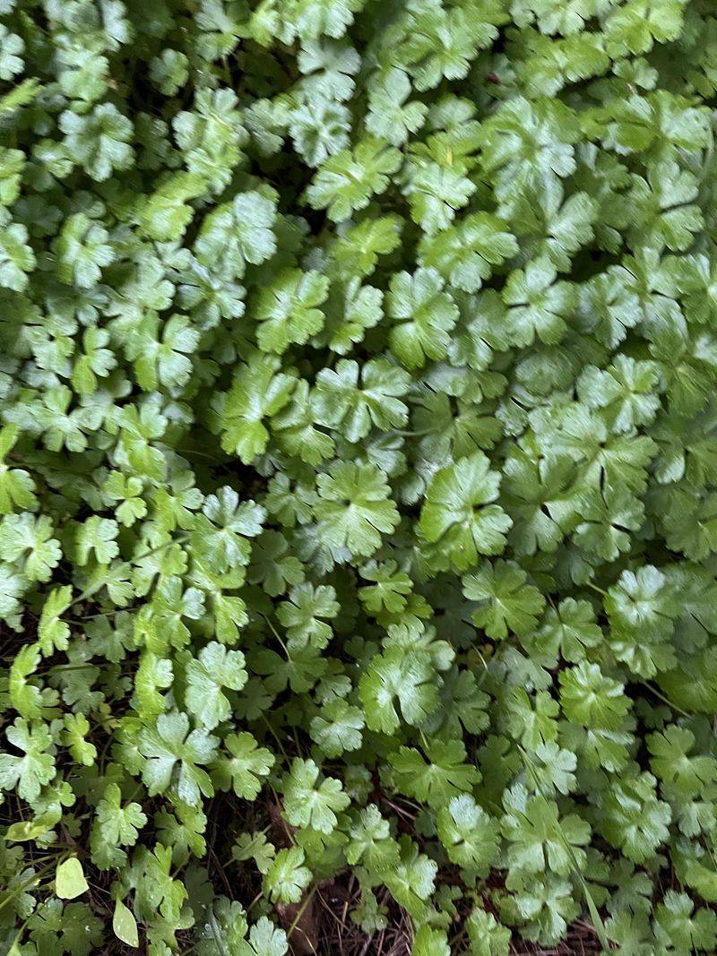 Shining Geranium Spreads Through Garden Edges Fast Shining Geranium Spreads Through Garden Edges Fast