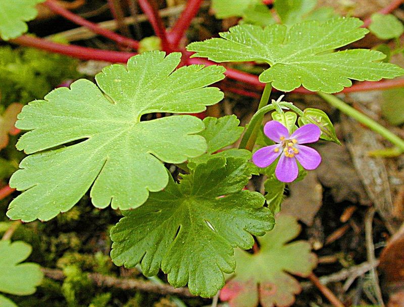 Shiny Geranium Seeds Into Garden Edges