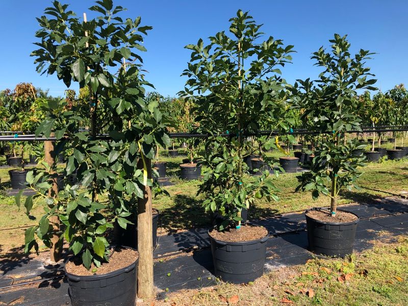 Shop FruitScapes For Island Grown Trees Shop FruitScapes For Island Grown Trees