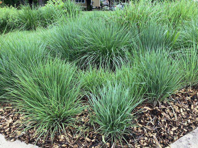 Short Buffer Zones Reduce Brushy Hiding Spots Short Buffer Zones Reduce Brushy Hiding Spots