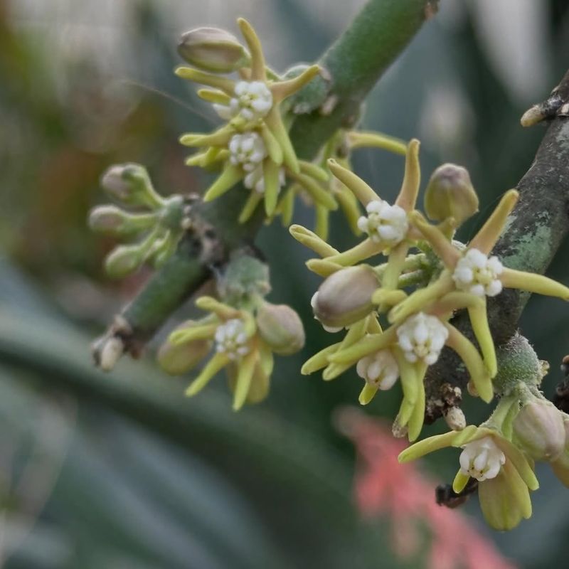 Short-Lived Plants Differ