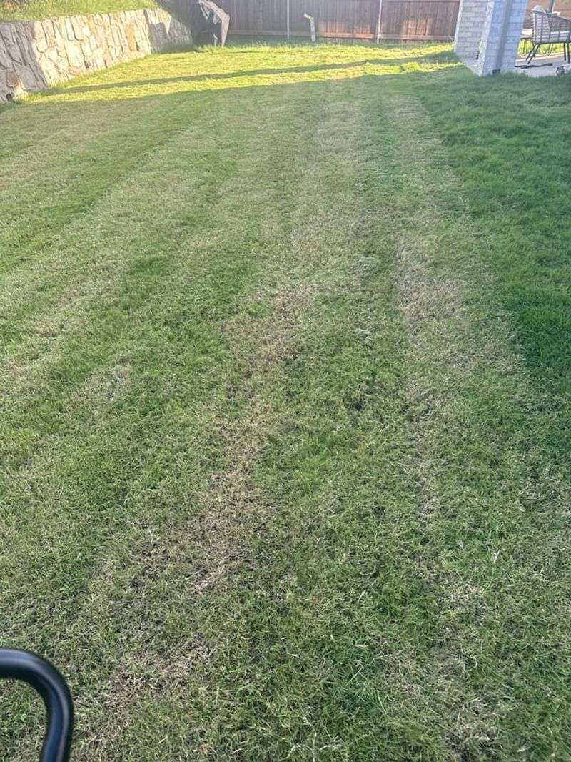 Short Mowing Makes July Color Change Worse Short Mowing Makes July Color Change Worse
