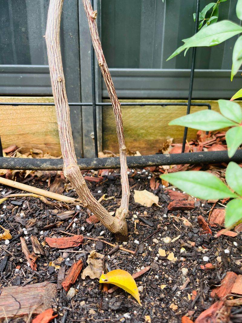 Shorten Long Shoots To Control Growth Shorten Long Shoots To Control Growth