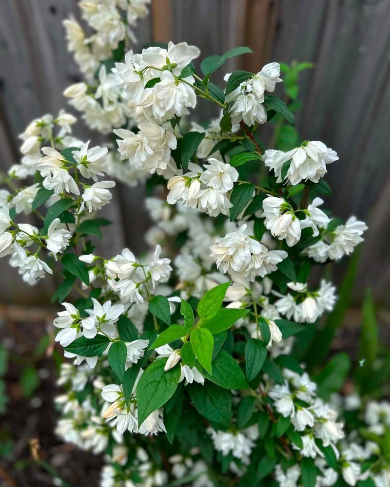 Shorten Long Stems Only After Flowering Shorten Long Stems Only After Flowering