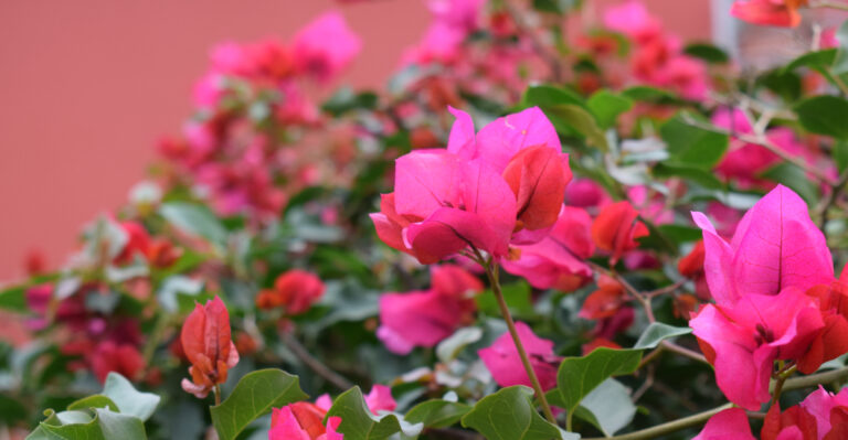 Should California Gardeners Prune Bougainvillea In June Or Wait