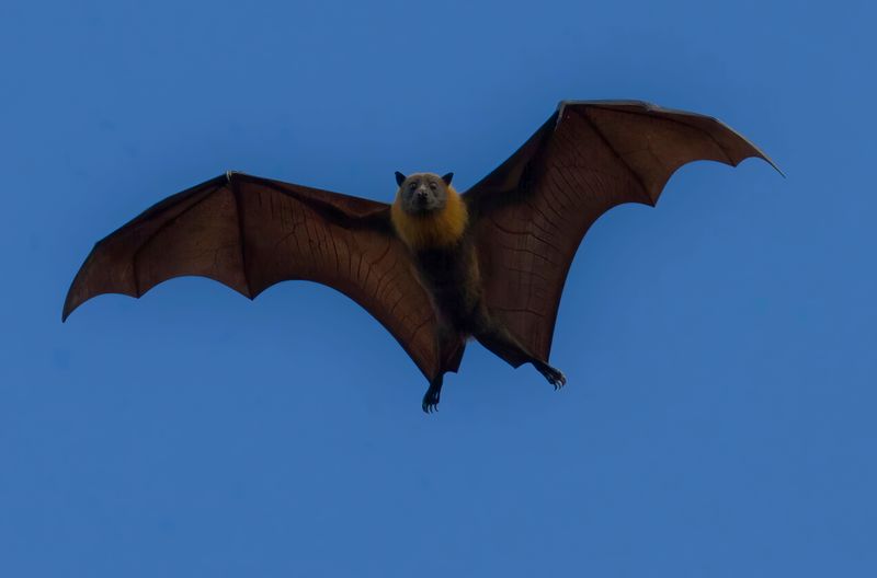 Should You Be Concerned About Bats Flying Near Your Home