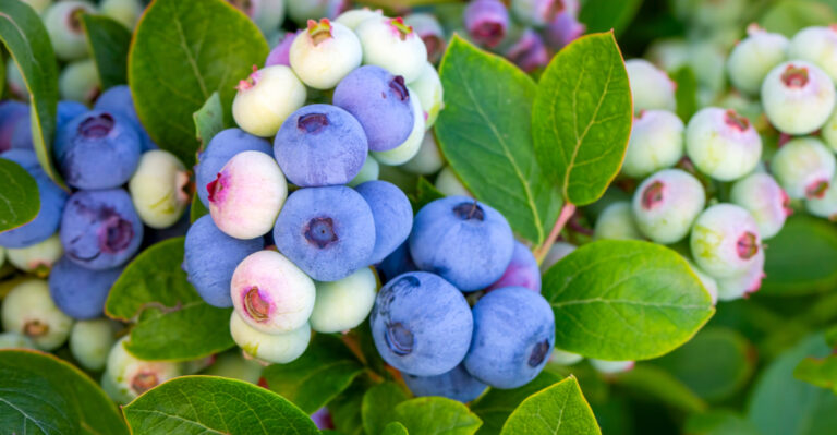 blueberries (featured image)