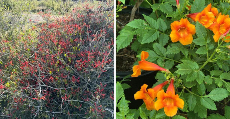 Showstopper Shrubs Arizona Homeowners Are Choosing Instead Of Red Bird Of Paradise