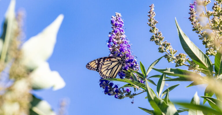 Showstopping Flowering Trees Arizona Yard Owners Are Replacing Purple Leaf Plum With