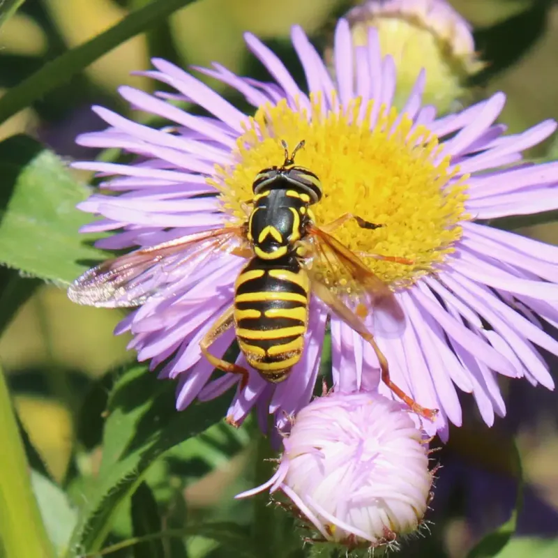 Showy Fleabane