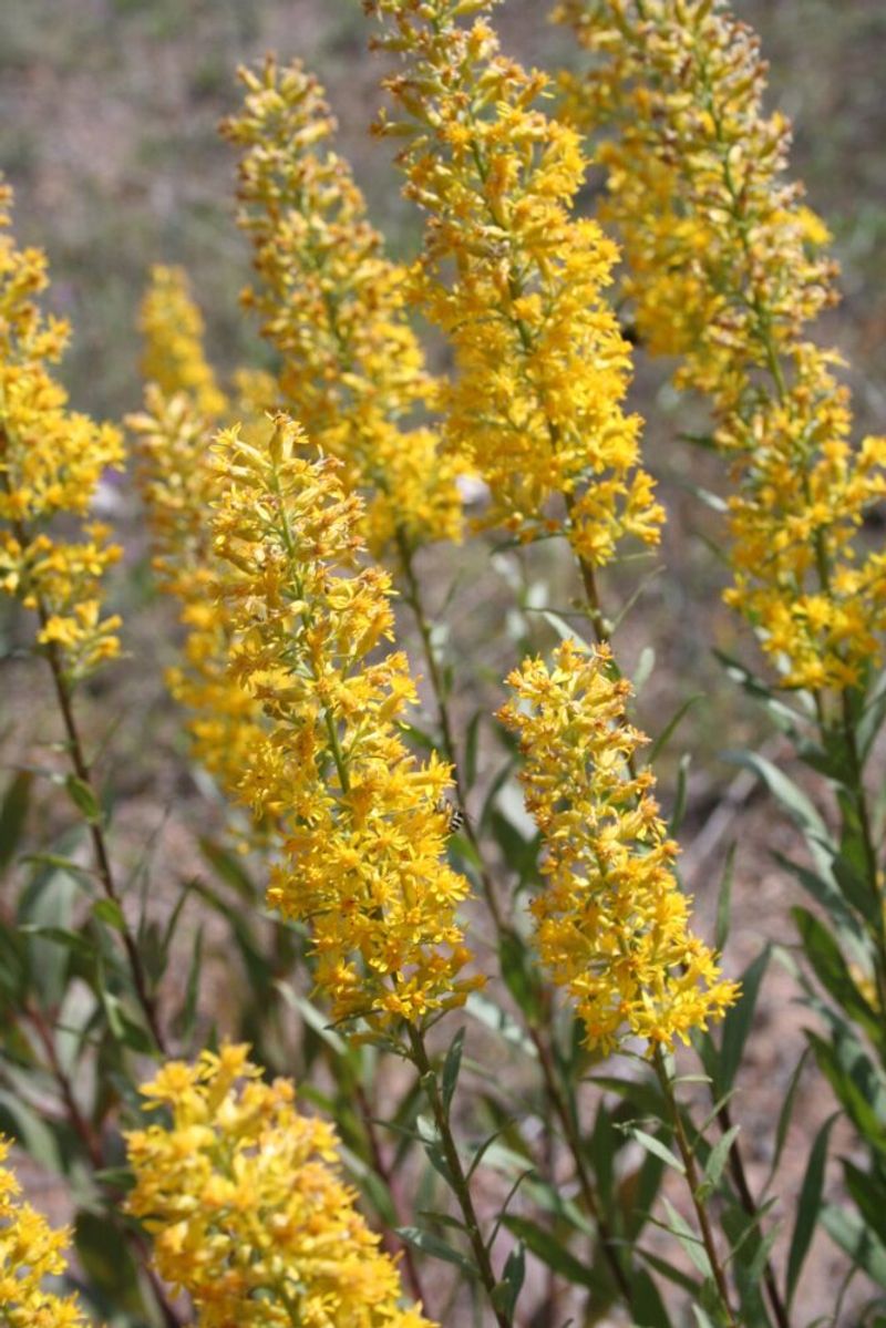 Showy Goldenrod