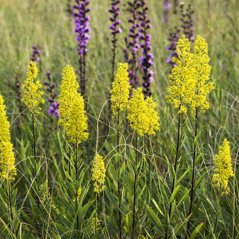 Showy Goldenrod Is A Better Garden Choice