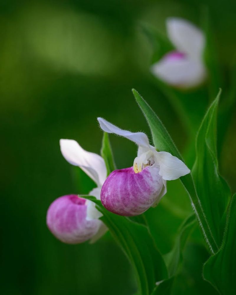 Showy Lady's-Slipper