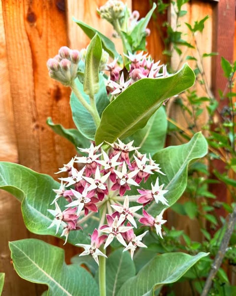 Showy Milkweed Adds Height And Pollinator Value