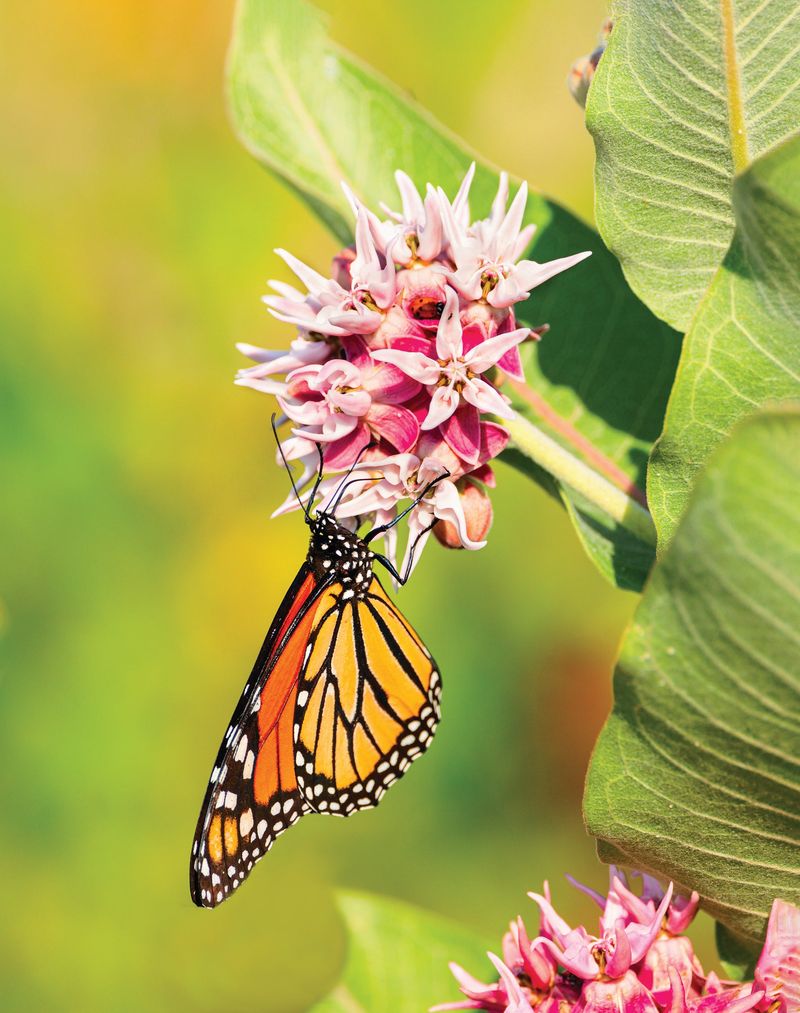 Showy Milkweed Gives Pollinator Gardens A Real Purpose Showy Milkweed Gives Pollinator Gardens A Real Purpose