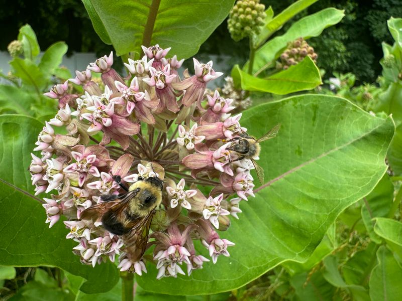 Showy Milkweed Helps Monarchs And Native Bees