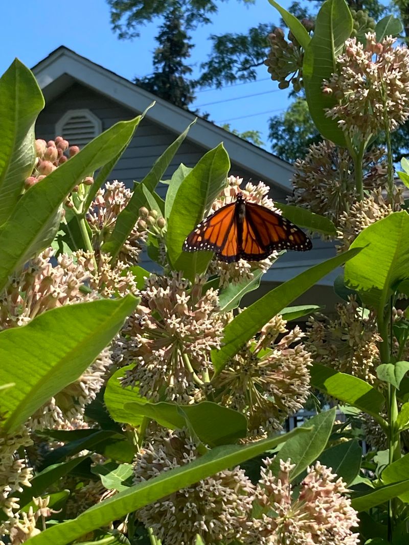 Showy Milkweed Supports Monarchs And Other Pollinators Showy Milkweed Supports Monarchs And Other Pollinators