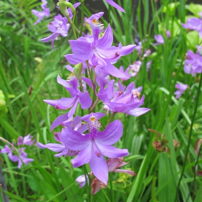 Showy Orchids 