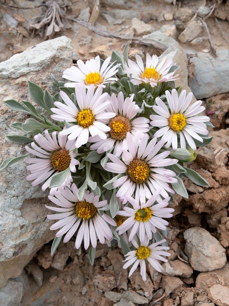Showy Townsendia Turns Gravelly Edges Into Blooming Cover Showy Townsendia Turns Gravelly Edges Into Blooming Cover