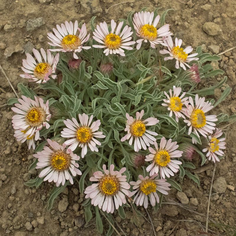 Showy Townsendia Turns Gravelly Edges Into Blooming Mats