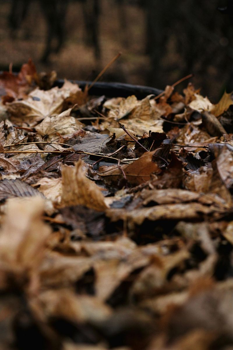 Shredded Fall Leaves