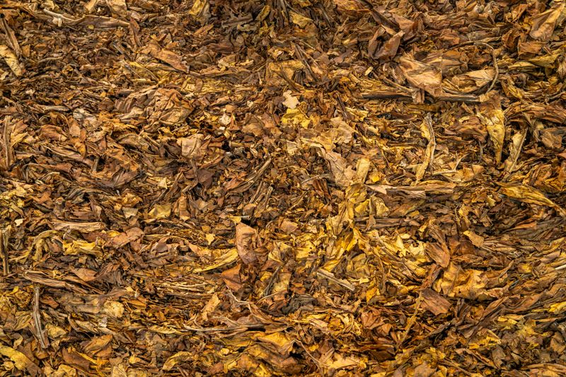 Shredded Leaves From Last Fall