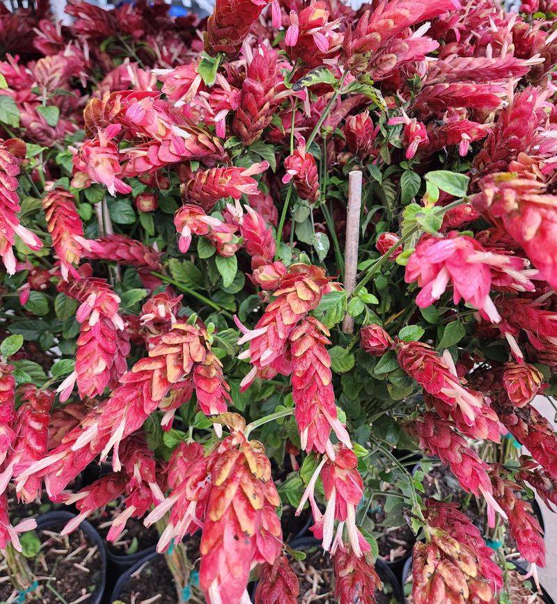 Shrimp Plant Works In Warm Shade