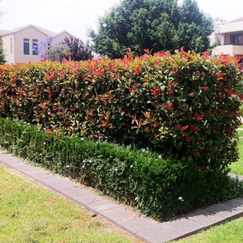 Shrub And Hedge Bases Shrub And Hedge Bases