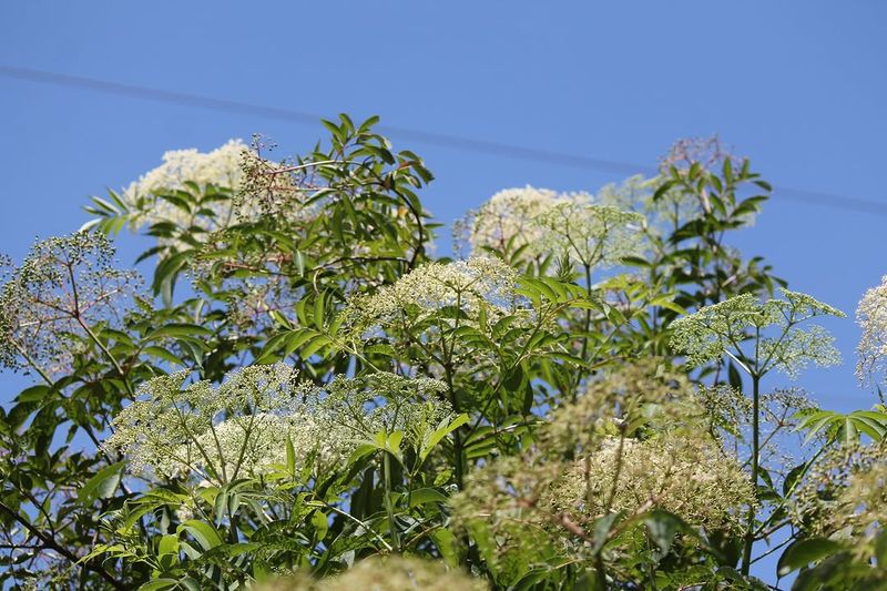 Shrub Borders Create Protected Habitat Shrub Borders Create Protected Habitat