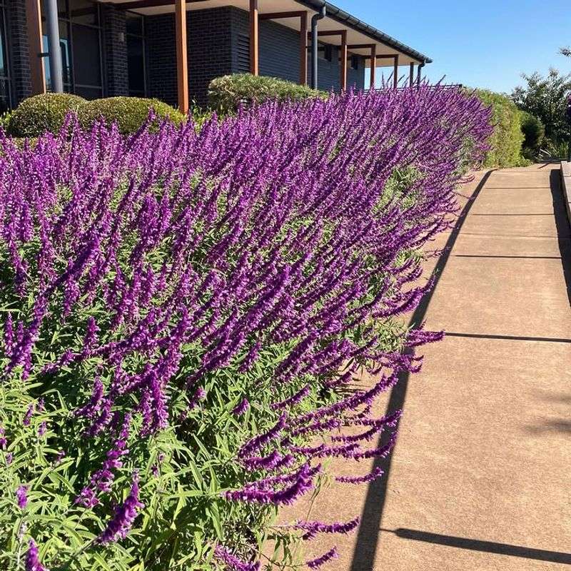 Shrub Salvia