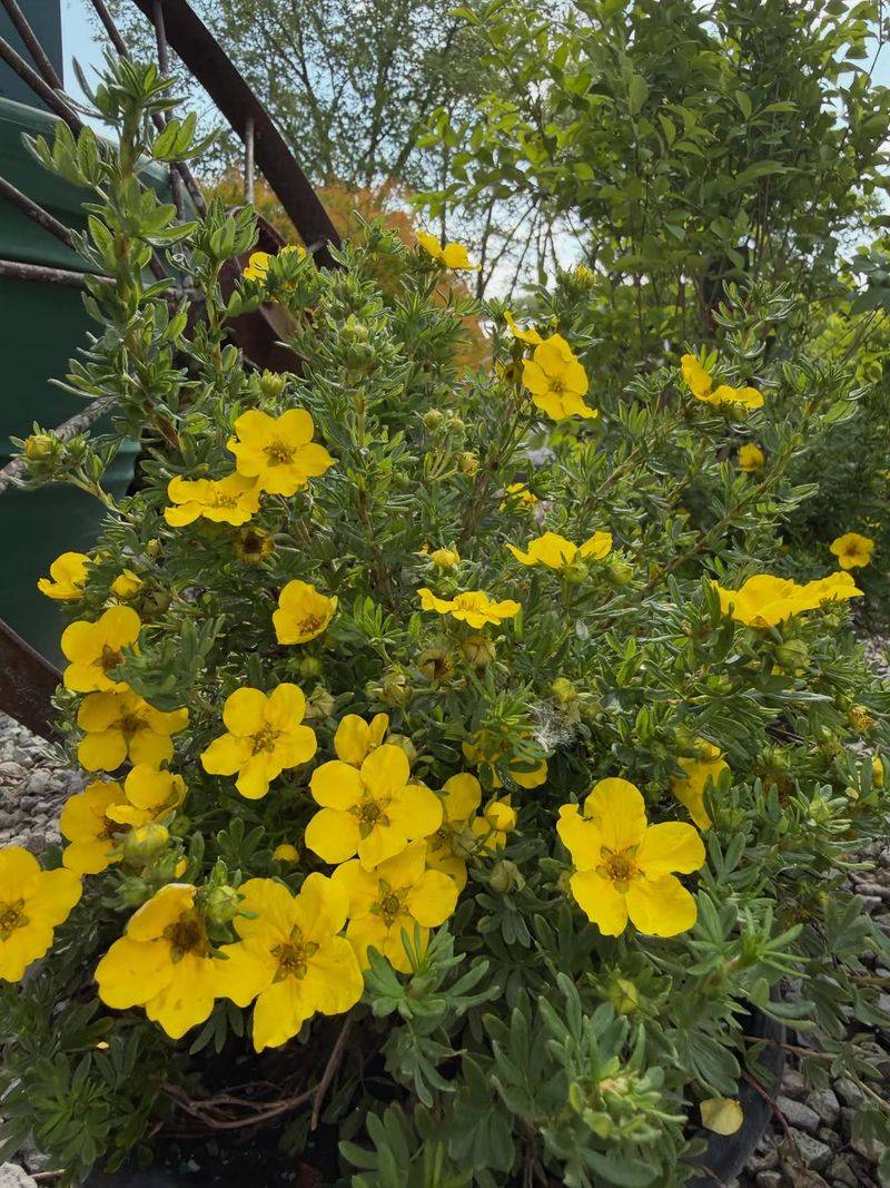 Shrubby Cinquefoil Shrubby Cinquefoil
