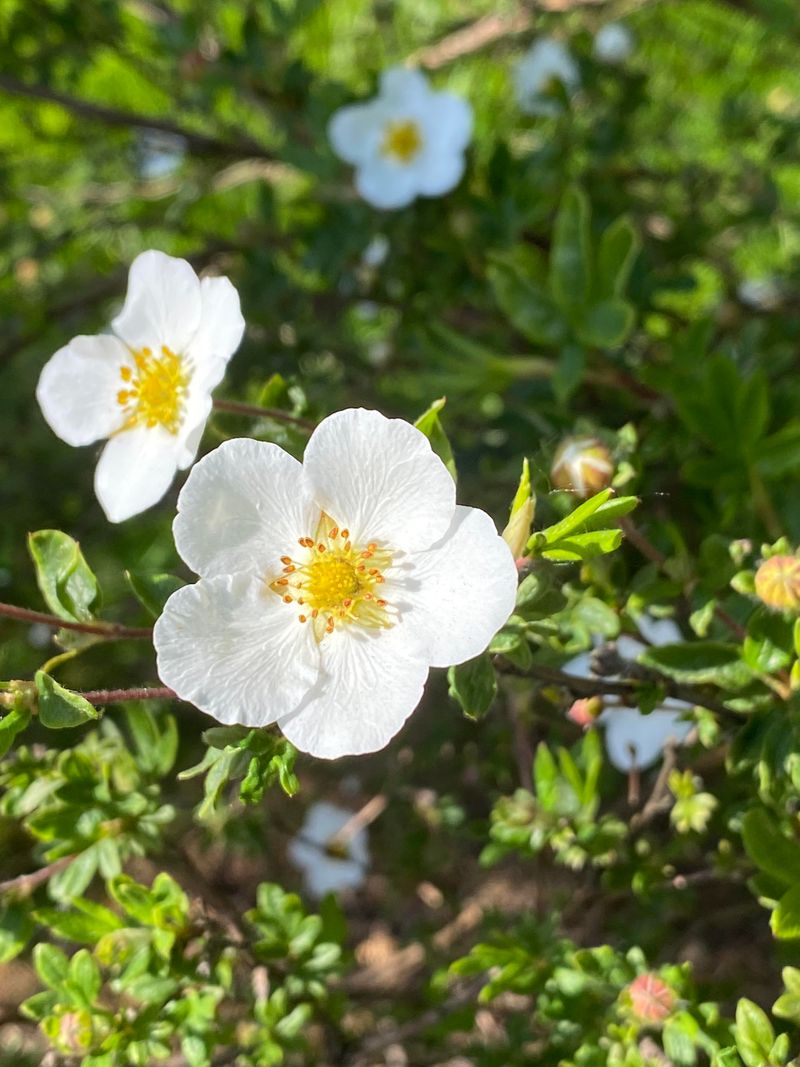 Shrubby Cinquefoil Keeps Flowering Through Dry Weather