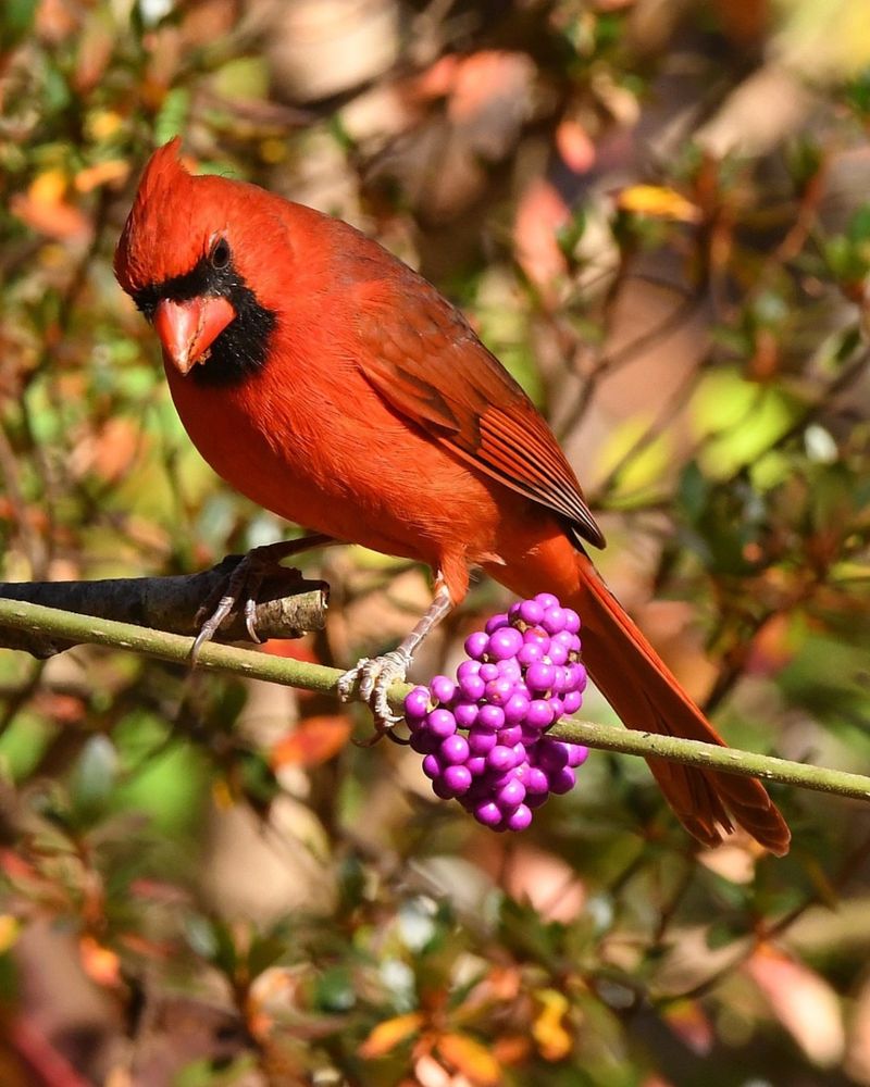Shrubs Give Cardinals Better Perches