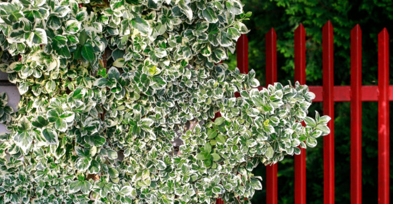 Shrubs North Carolina Gardeners Should Never Plant Near A Fence